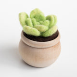 Succulent Mini Needle Felting Kit