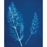 Cyanotype Chemistry Set