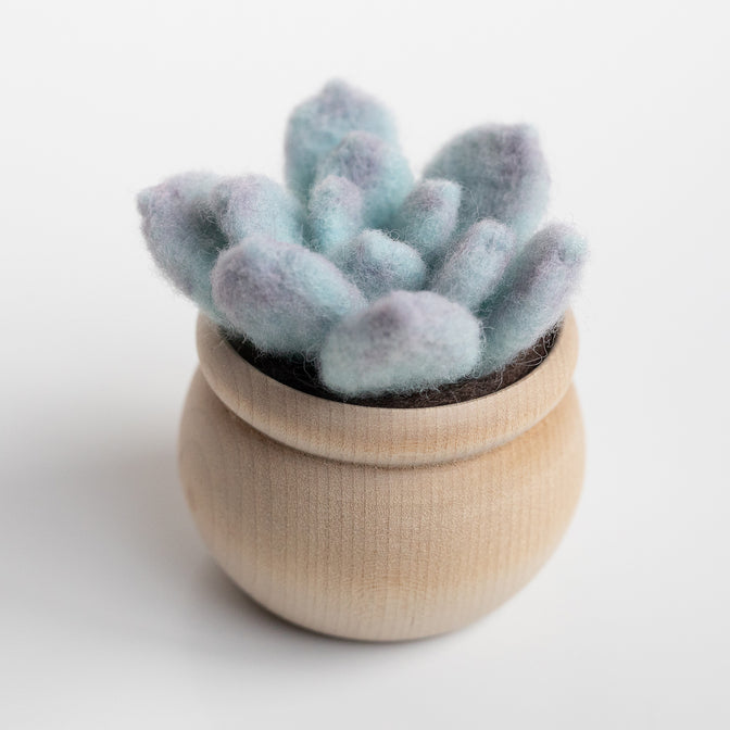 Succulent Mini Needle Felting Kit