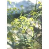 Natural Color: Vibrant Plant Dye Projects for Your Home & Wardrobe